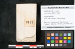 Foto (Objekt + Etikett) von Laurinastrum dubium Unger (NHMW-GEO-2024-0188-8137)